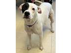 Adopt Petie a American Staffordshire Terrier