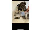 Adopt Iana Q a Great Pyrenees, German Shepherd Dog