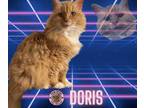 Adopt Doris a Domestic Long Hair