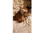 Adopt Sonny a Brown/Chocolate Dachshund / Rat Terrier / Mixed dog in Mobile