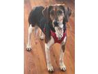Adopt Miss Lucy a Tricolor (Tan/Brown & Black & White) Treeing Walker Coonhound