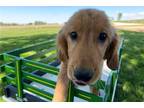 Golden Retriever Puppy for sale in Bloomington, IN, USA