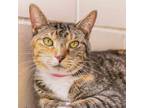 Adopt Fiona a Calico or Dilute Calico Domestic Shorthair / Mixed cat in