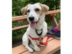 Adopt Champ a White - with Red, Golden, Orange or Chestnut Dachshund / Terrier
