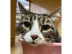 Adopt June Bug a Spotted Tabby/Leopard Spotted Domestic Shorthair cat in Denver
