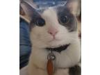 Adopt Luna a Gray or Blue Domestic Shorthair / Mixed (short coat) cat in