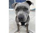 Adopt Apollo a Gray/Blue/Silver/Salt & Pepper American Pit Bull Terrier /