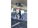 Adopt McKenna a Black - with White Boxer / American Staffordshire Terrier /