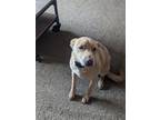 Adopt Stuart a Tan/Yellow/Fawn Labradoodle / Mixed dog in Otsego, MN (38285889)