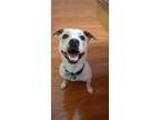 Adopt Cici a Tan/Yellow/Fawn - with White American Pit Bull Terrier / Labrador