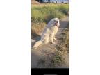 Adopt Kilo a White Great Pyrenees / Great Pyrenees / Mixed dog in Lathrop