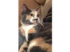 Adopt Bella a Calico or Dilute Calico Calico / Mixed (short coat) cat in