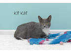 Adopt Kit Kat a Gray or Blue Domestic Shorthair / Domestic Shorthair / Mixed cat