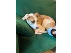 Adopt Natoya a American Staffordshire Terrier