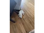 Adopt Bleu a White Husky dog in Rockwall, TX (38189342)