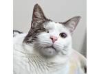Adopt Juliet a White (Mostly) Domestic Shorthair (short coat) cat in Dundee