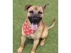 Adopt Pippa a Brown/Chocolate - with Black Black Mouth Cur / Carolina Dog /