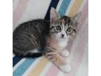 Adopt Tandy a Brown Tabby Domestic Shorthair (short coat) cat in Toms River