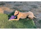 Adopt Carlie a Red/Golden/Orange/Chestnut Greyhound / Mixed dog in Santa Rosa