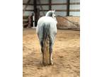 Amazing all around 12 yo Dapple Grey Mare Percheron Cross