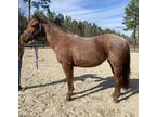 Red roan qh