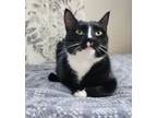 Adopt Akeela a Tuxedo