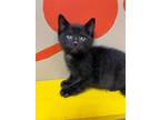 Adopt Fillmore a All Black Domestic Shorthair / Domestic Shorthair / Mixed cat