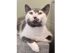 Adopt Arwena a White Domestic Shorthair / Domestic Shorthair / Mixed cat in
