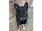 Adopt Fifi a Black German Shepherd Dog / Mixed dog in Columbus, OH (35887767)