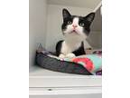 Adopt Gibbs a All Black Domestic Shorthair / Domestic Shorthair / Mixed cat in