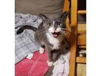 Adopt Clancy a Gray or Blue (Mostly) Domestic Shorthair (short coat) cat in