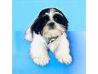 Shih Tzu Puppy for sale in Lillington, NC, USA