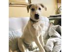Adopt Princess Peach DFW a White Akbash / Great Pyrenees / Mixed dog in
