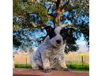 Australian Cattle Dog Puppy for sale in San Marcos, TX, USA