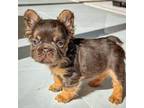 French Bulldog Puppy for sale in San Marcos, TX, USA