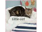 Adopt Little Girl a American Shorthair