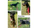 Adopt Corrine a Tricolor (Tan/Brown & Black & White) Rottweiler / Shepherd