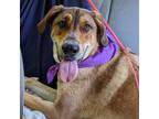 Adopt Ellie a Brown/Chocolate Hound (Unknown Type) / Great Pyrenees / Mixed dog