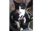 Adopt Rizzy a Black & White or Tuxedo Domestic Shorthair (short coat) cat in Cut