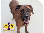 Adopt Jake a Brindle Mixed Breed (Large) / Mixed dog in Georgetown