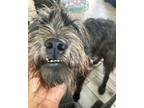 Adopt Brucie a Brown/Chocolate Terrier (Unknown Type, Medium) / Mixed dog in