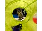 Adopt Vivi a Domestic Short Hair