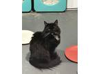 Adopt Jade a Black (Mostly) Domestic Mediumhair (medium coat) cat in