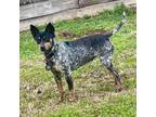 Adopt Taylor Swift a Rat Terrier, Australian Cattle Dog / Blue Heeler