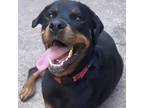 Adopt Marli a Rottweiler