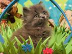 Ivys Beautiful Mainecoon MIX Persian Babies