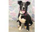 Adopt Stache a Labrador Retriever, Hound