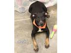 Adopt Bosko a Hound, Labrador Retriever