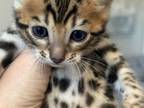 Bengal Kittens