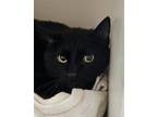 Adopt Little Boy a All Black Domestic Shorthair (short coat) cat in Geneseo